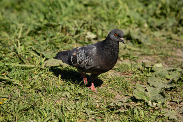 pigeon on the grass