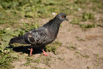 pigeon on the ground