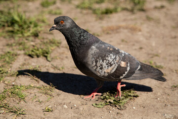 pigeon on the ground
