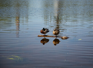 ducks on the lake