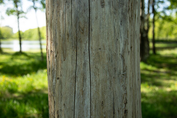 old wooden fence