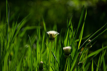 dandelion in grass