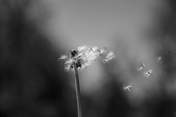 dandelion in the wind