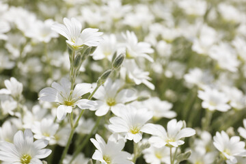 Closeup view of beautiful white meadowfoam field
