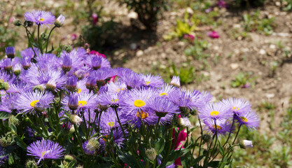 Aster de printemps ou Aster tongolensis aux fines ligules bleu mauve disque central orange 