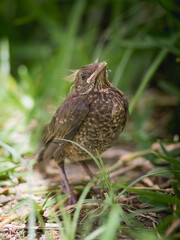 European blackbird chick that has just left the nest