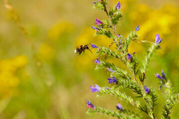 The bees are already preparing the honey of the season with fresh flowers