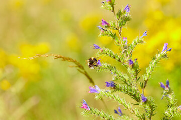 The bees are already preparing the honey of the season with fresh flowers