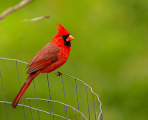 NORTHERN CARDINAL