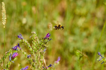 The bees are already preparing the honey of the season with fresh flowers