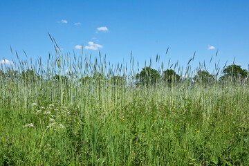 Small scale arable farming: border of a small rye field with flowers near to a forest edge