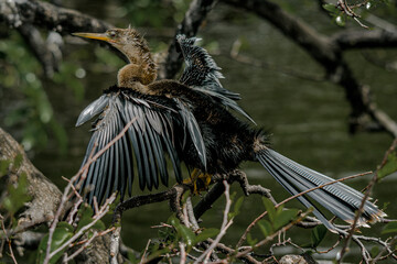 Anhingas in a tree