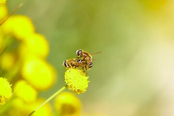 The bees are already preparing the honey of the season with fresh flowers