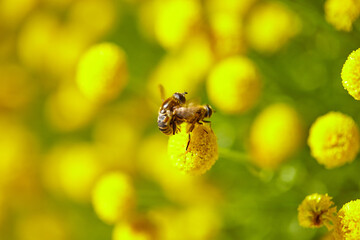 The bees are already preparing the honey of the season with fresh flowers