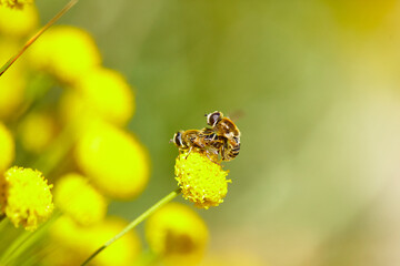 The bees are already preparing the honey of the season with fresh flowers