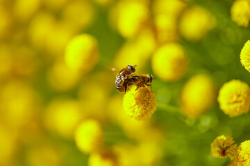 The bees are already preparing the honey of the season with fresh flowers