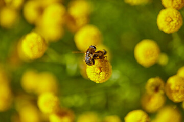The bees are already preparing the honey of the season with fresh flowers