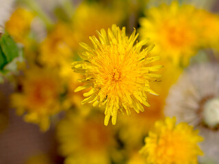 yellow dandelions  The parachutes of dandelions