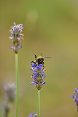 The bees are already preparing the honey of the season with fresh flowers