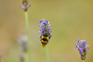 The bees are already preparing the honey of the season with fresh flowers