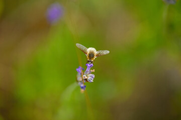 The bees are already preparing the honey of the season with fresh flowers