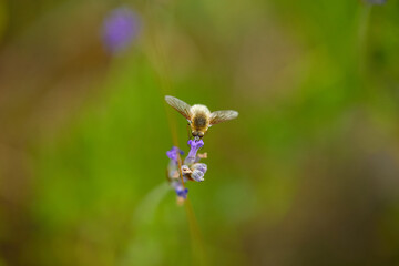 The bees are already preparing the honey of the season with fresh flowers