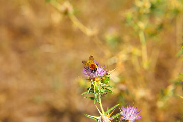 The bees are already preparing the honey of the season with fresh flowers