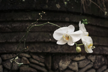 Picture of  orchid flowers blooming in the garden
