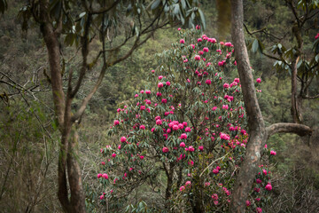 Red Rhododendron Tree in Jungle of Nepal on Annapurna Base Camp Trek