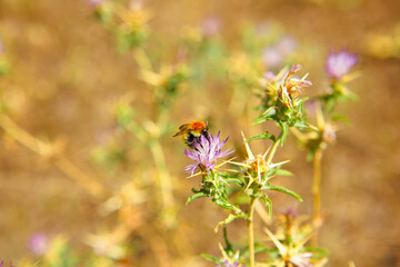 The bees are already preparing the honey of the season with fresh flowers