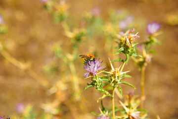The bees are already preparing the honey of the season with fresh flowers