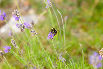 The bees are already preparing the honey of the season with fresh flowers