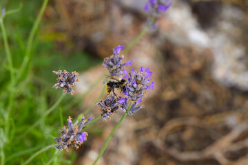 The bees are already preparing the honey of the season with fresh flowers
