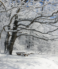 beautiful tree on the edge of the forest in winter