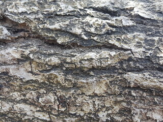 texture, stone, bark, tree, wall, wood, rock, old, pattern, nature, brown, abstract, rough, textured, backgrounds, surface, grey, forest, closeup, detail, brick, material, natural, concrete, close-up