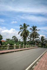 Coconut palms growing along the road at sunny day.