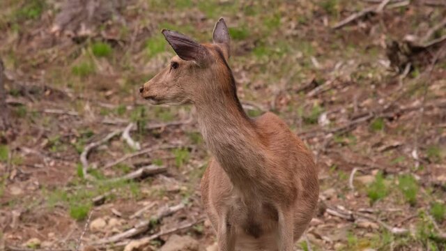野生の鹿
