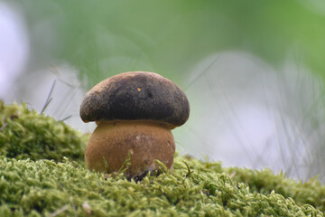 Penny Bun or boletus edulis mushroom in forest. King boletes in the woods