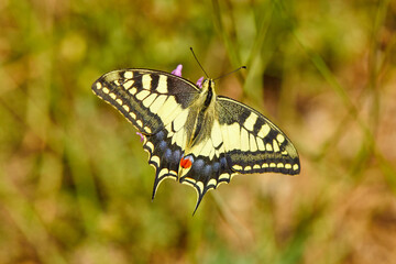 Spring outburst with butterflies collecting nectar