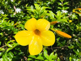 yellow flowers in the garden
