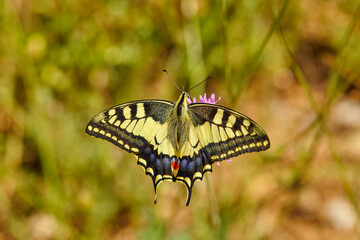 Spring outburst with butterflies collecting nectar