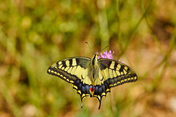 Spring outburst with butterflies collecting nectar