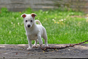 little white puppy stands on the track against a green lawn. cute puppy on a walk plays with a stick