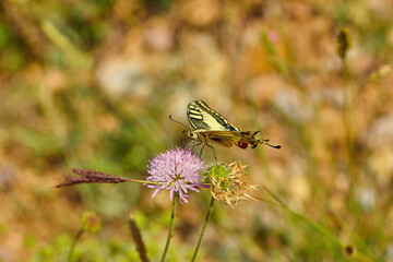 Spring outburst with butterflies collecting nectar