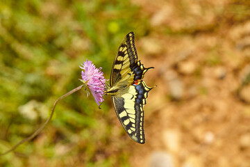 Spring outburst with butterflies collecting nectar