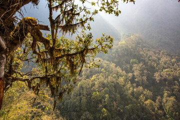 Mossy Trees in Nepal Jungle with Haze on Himalayan Mountains in the Background