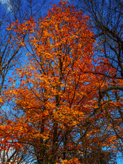 Colorful trees of the Algonquin Provincial Park, ON, Canada