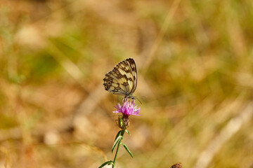 Spring outburst with butterflies collecting nectar