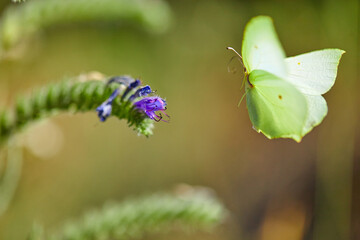 Spring outburst with butterflies collecting nectar