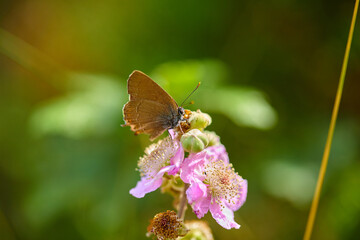 Spring outburst with butterflies collecting nectar